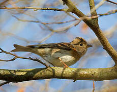 Brambling