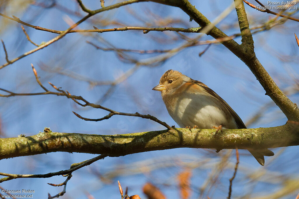 Brambling female adult post breeding, identification