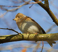 Brambling