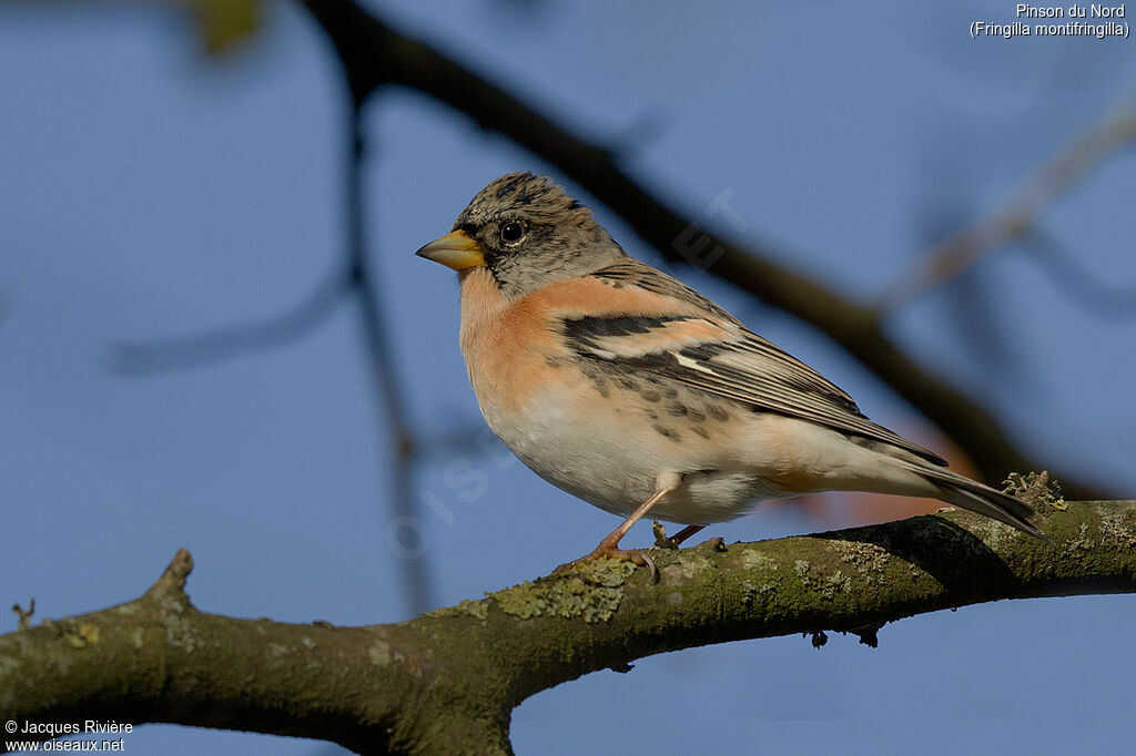 Brambling male adult post breeding, identification