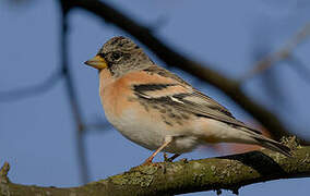 Brambling