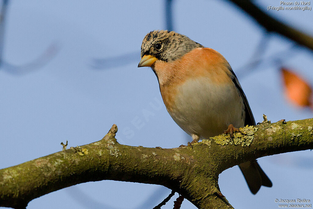 Brambling male adult post breeding, identification