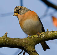 Brambling