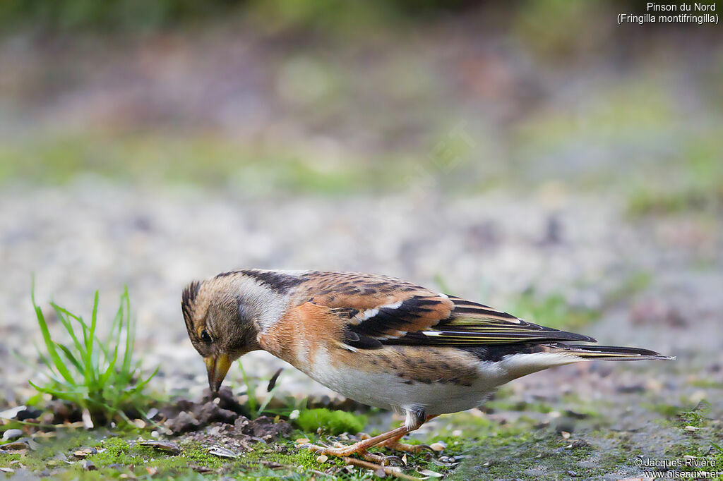 Brambling female adult, identification, eats