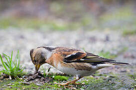 Brambling