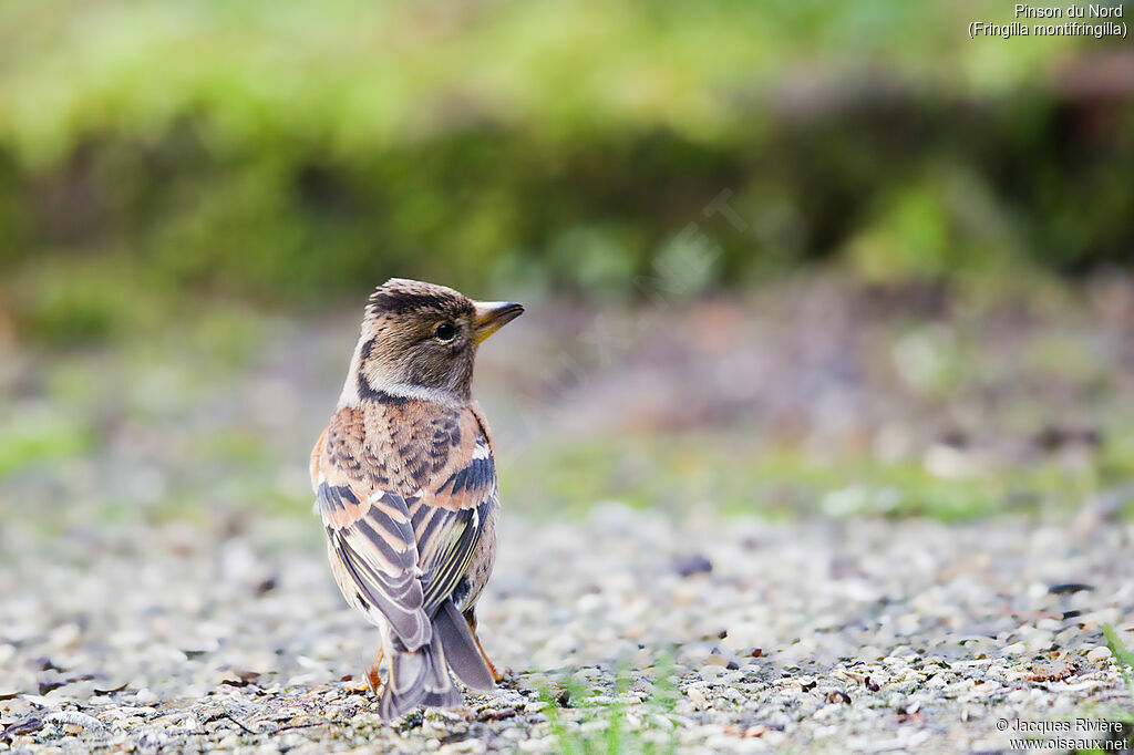 Brambling female adult post breeding, identification