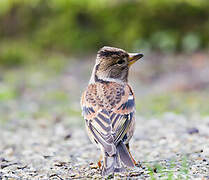 Brambling