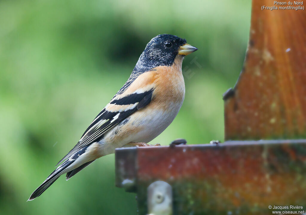 Brambling male adult transition, identification