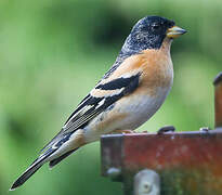 Brambling