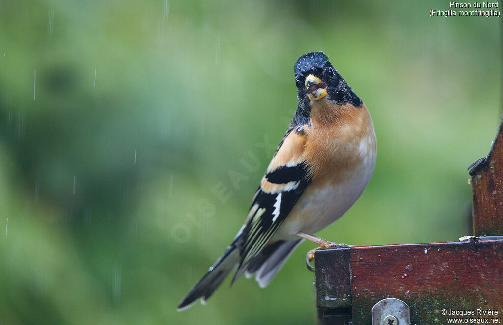 Brambling male adult transition, identification, eats