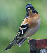 Brambling