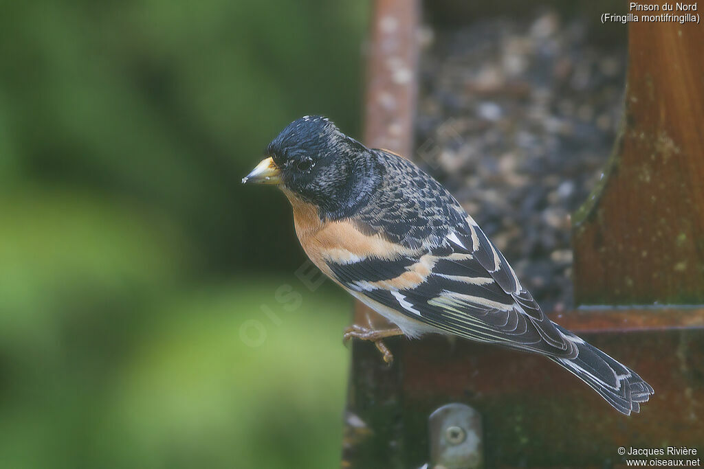 Brambling male adult transition, identification