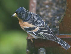 Brambling