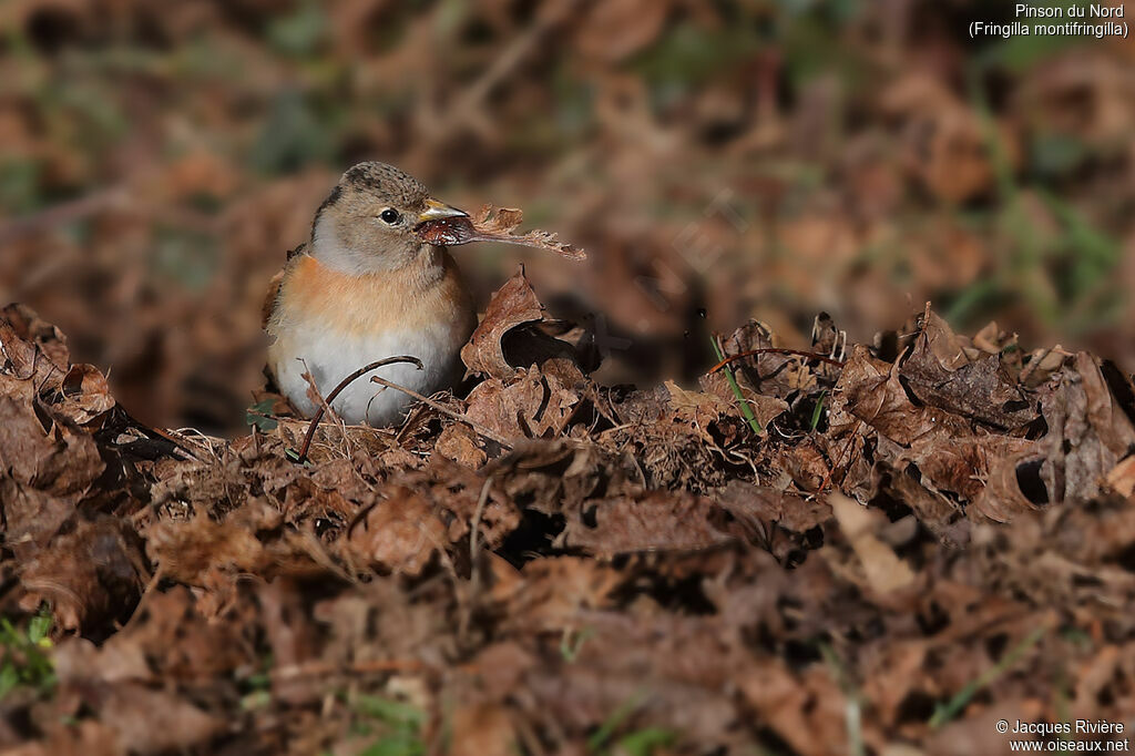 Pinson du Nord femelle adulte nuptial, identification, mange