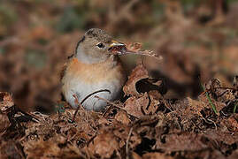 Brambling