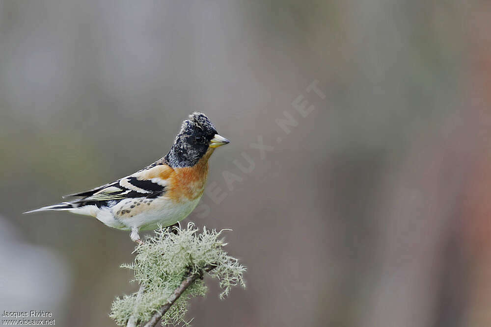 Brambling male adult