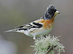 Brambling