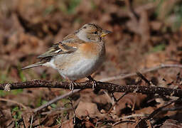 Brambling