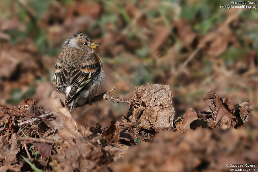 Brambling female adult breeding, identification