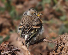 Brambling