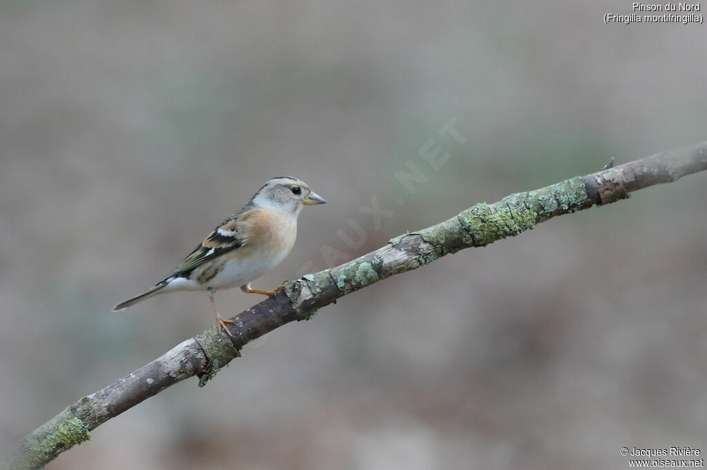 Brambling female adult post breeding, identification