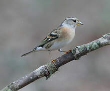 Brambling