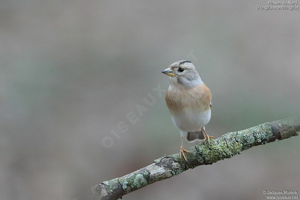 Brambling female adult post breeding, identification