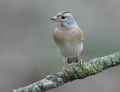 Brambling