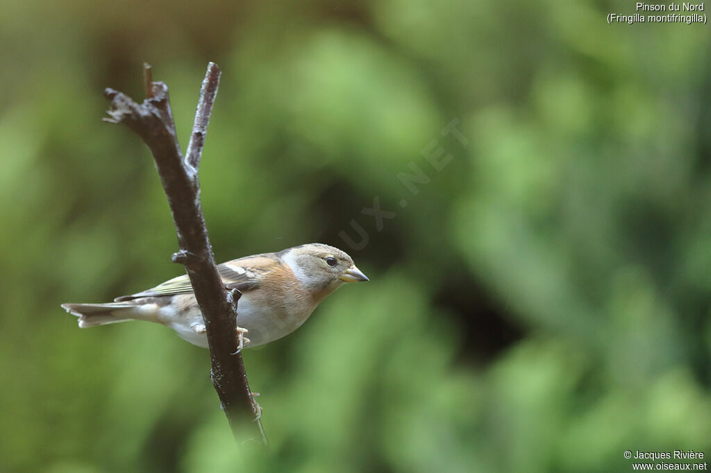 Brambling female adult post breeding, identification