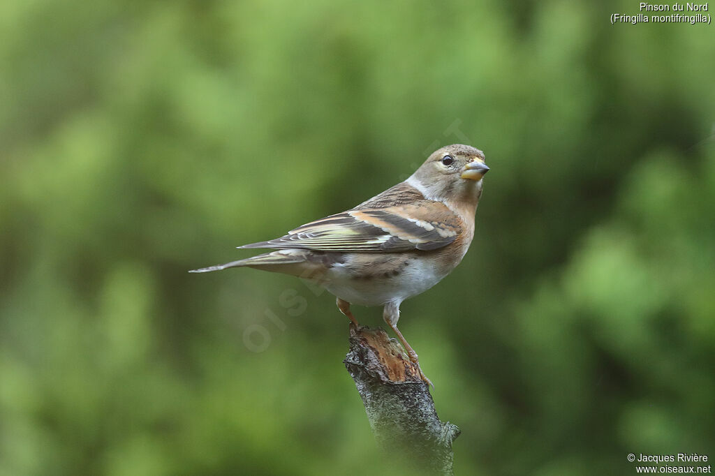 Brambling female adult post breeding, identification