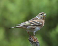 Brambling