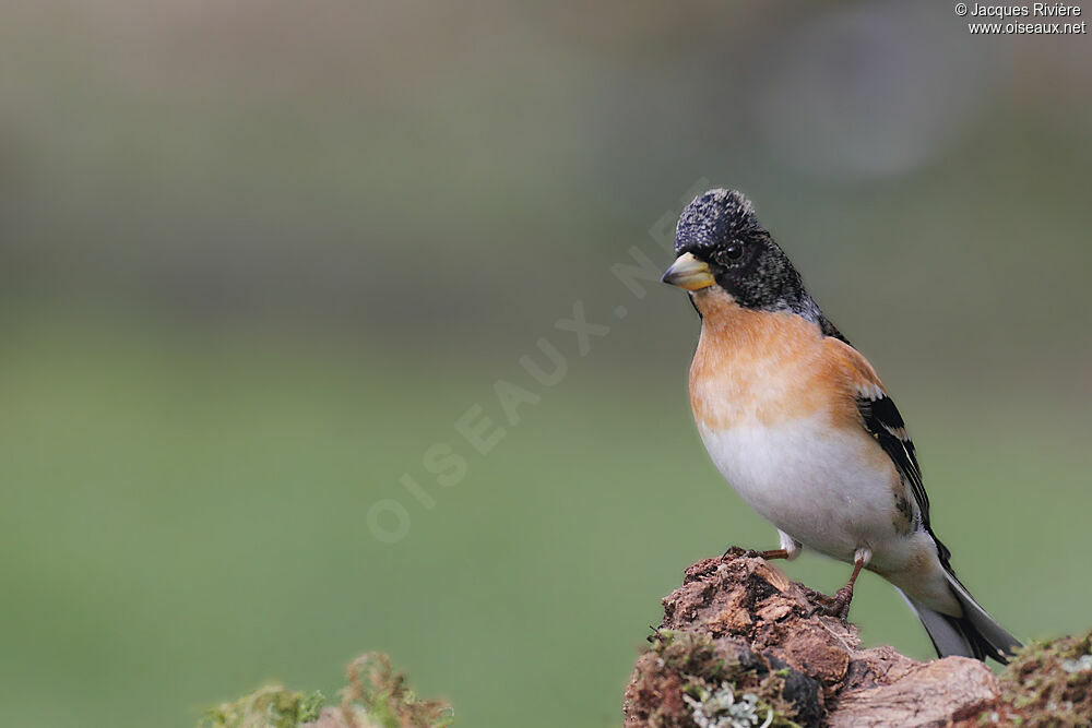 Brambling male adult breeding