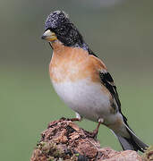 Brambling