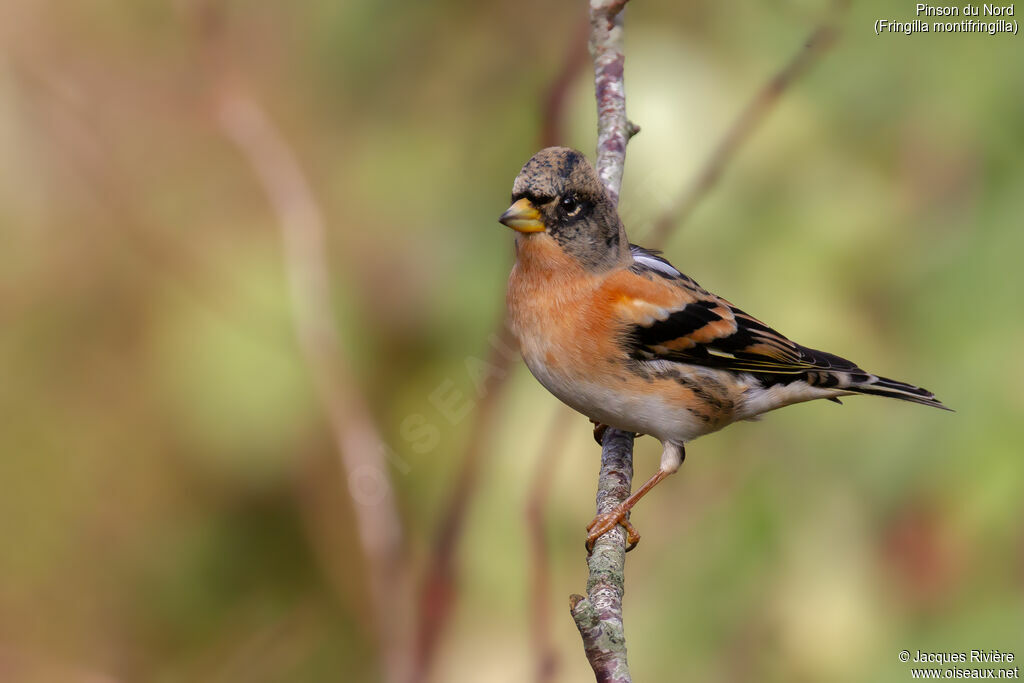 Pinson du Nord mâle adulte internuptial, identification