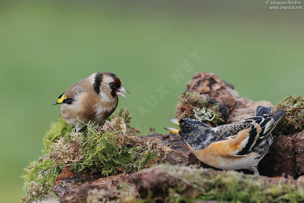 Brambling male adult breeding