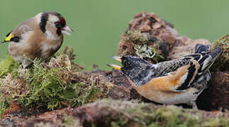 Brambling