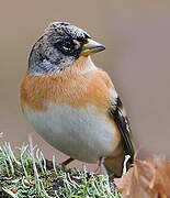 Brambling