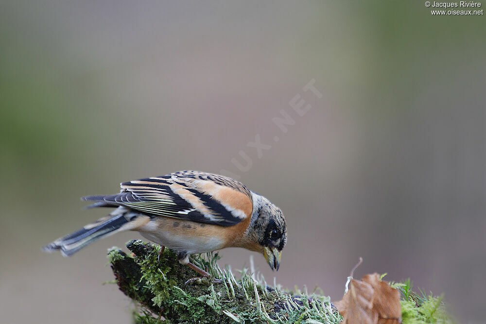 Brambling male adult post breeding