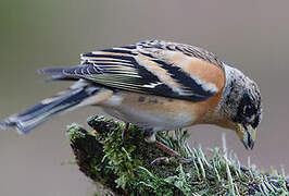 Brambling