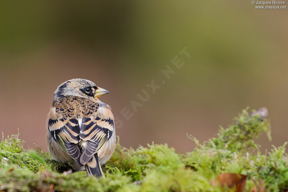 Brambling male adult post breeding