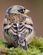 Brambling