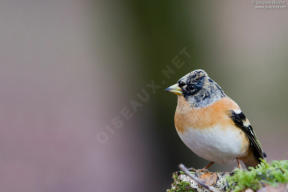 Brambling male adult post breeding