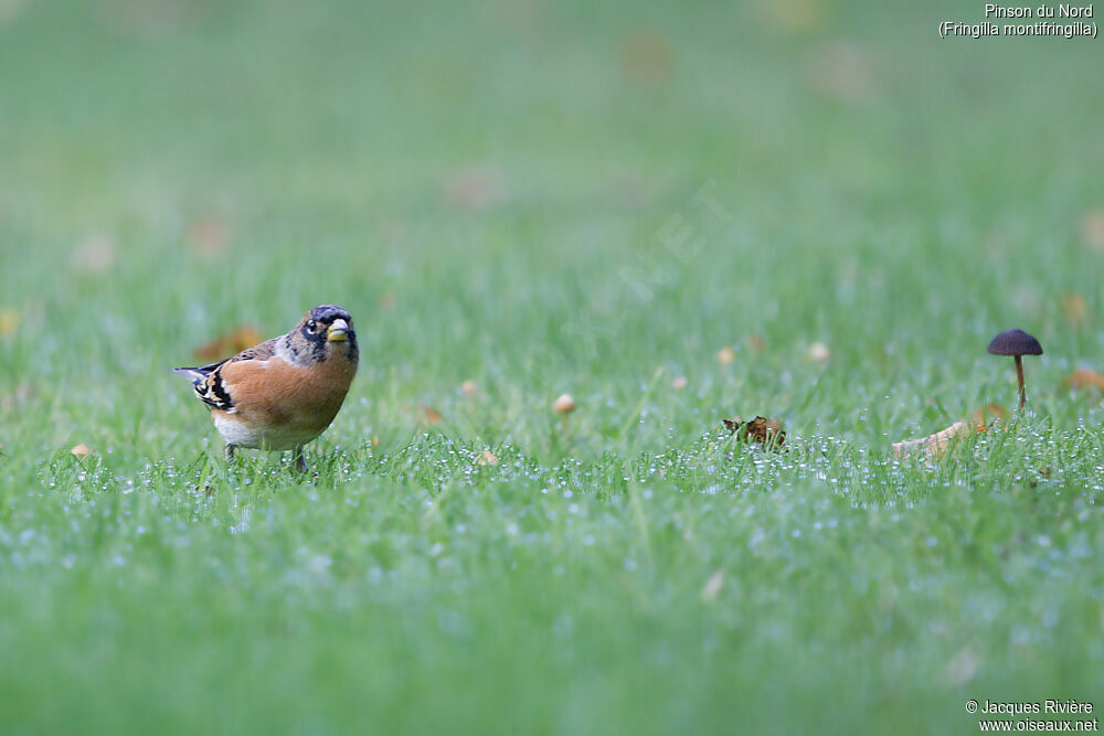 Brambling male adult transition, identification