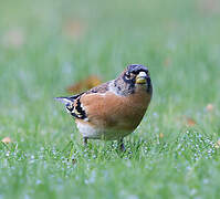 Brambling