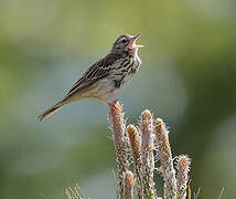 Pipit des arbres