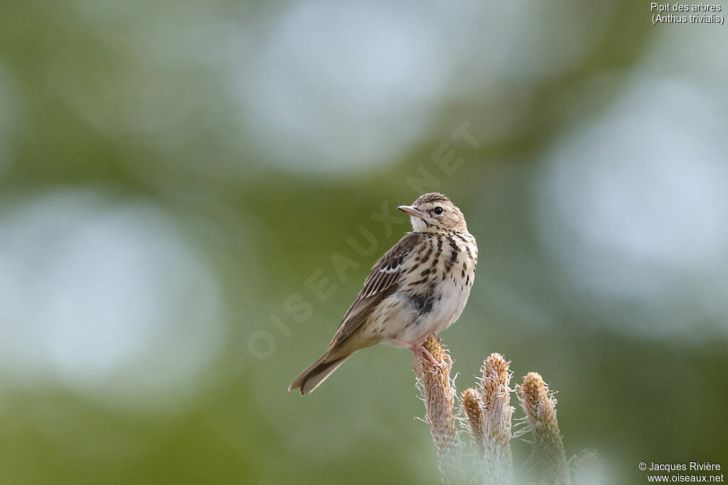 Tree Pipit male adult breeding, identification