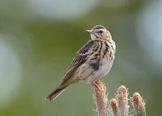 Pipit des arbres