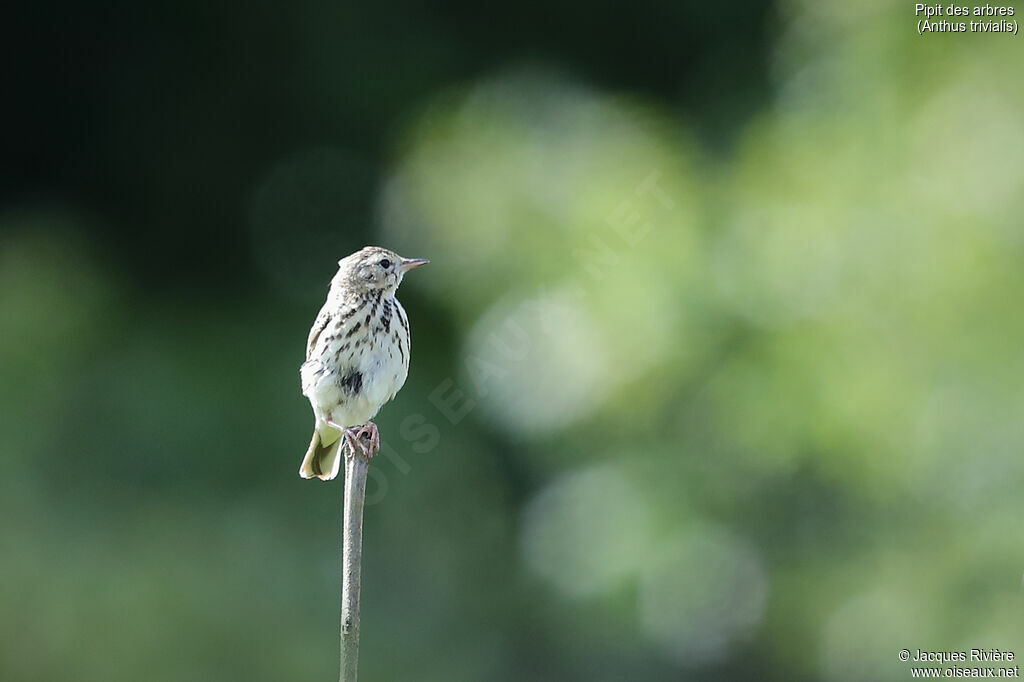 Tree Pipit male adult breeding, identification