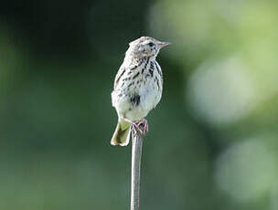 Pipit des arbres