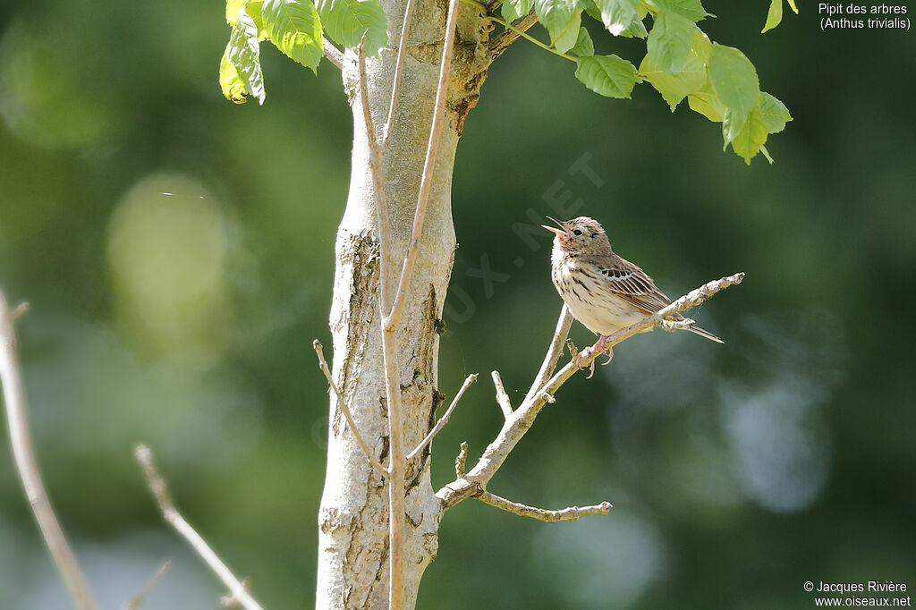 Tree Pipit male adult breeding, identification